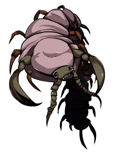 イメージ画像：ナガムカデ